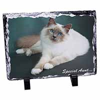 Birman Cat 