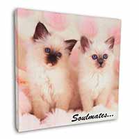 Birman Kittens 