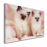 Birman Kittens 