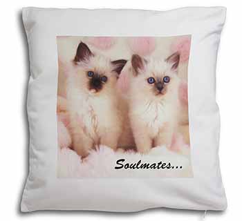 Birman Kittens 