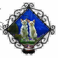 White Cats 