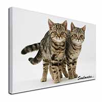 Brown Tabby Cats 