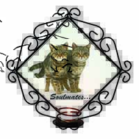 Brown Tabby Cats 