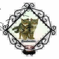 Brown Tabby Cats 