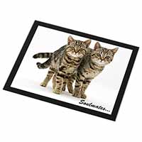 Brown Tabby Cats 