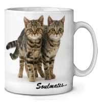 Brown Tabby Cats 