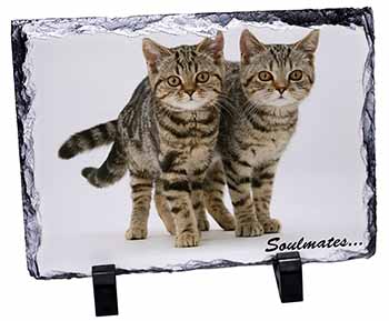 Brown Tabby Cats 