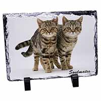 Brown Tabby Cats 