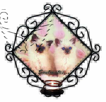Birman Kittens 