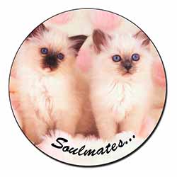 Birman Kittens 