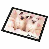 Birman Kittens 