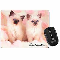 Birman Kittens 