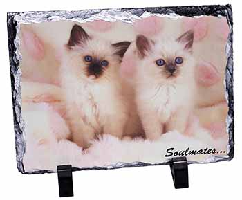 Birman Kittens 