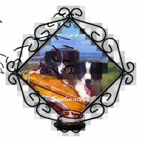 Border Collie Puppies 
