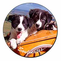 Border Collie Puppies 