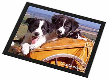 Border Collie Puppies 