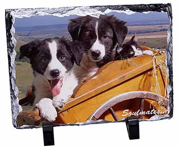 Border Collie Puppies 