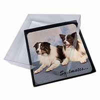 4x Border Collie Dogs 