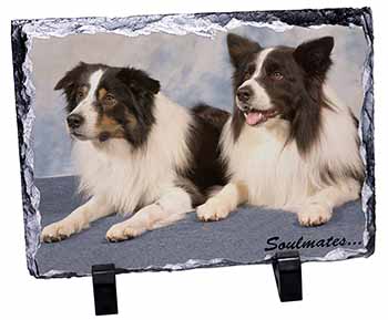 Border Collie Dogs 