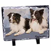 Border Collie Dogs 