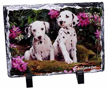 Dalmatian Puppy Dogs 