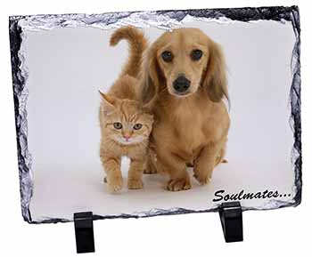 Dachshund and Kitten 