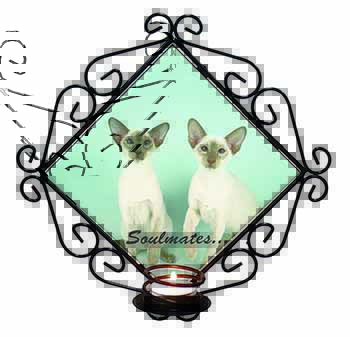 Siamese Cats 