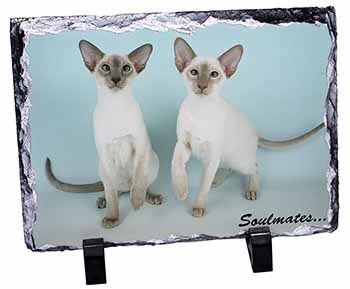 Siamese Cats 