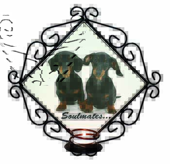 Dachshund Dogs 