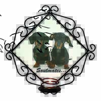 Dachshund Dogs 