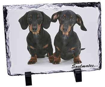 Dachshund Dogs 