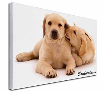 Yellow Labrador Dogs 