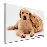 Yellow Labrador Dogs 