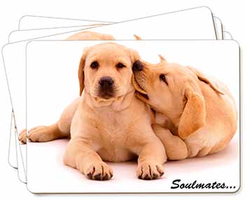 Yellow Labrador Dogs 