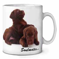 Chocolate Labrador Dogs 