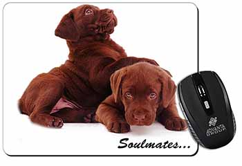 Chocolate Labrador Dogs 