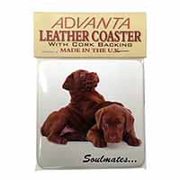 Chocolate Labrador Dogs 