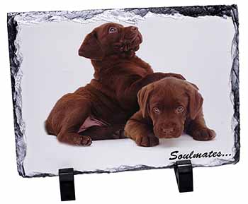 Chocolate Labrador Dogs 