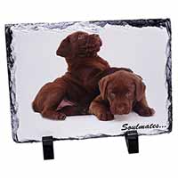 Chocolate Labrador Dogs 