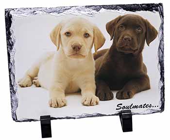 Yellow+Chocolate Labrador Puppies 