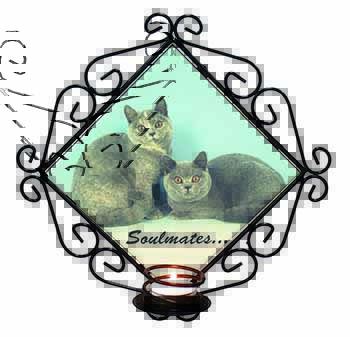 British Blue-Cream Cats 