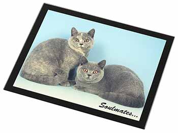 British Blue-Cream Cats 