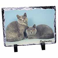 British Blue-Cream Cats 