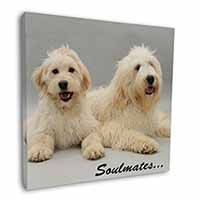 Labradoodle Dogs 