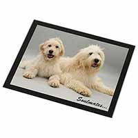 Labradoodle Dogs 