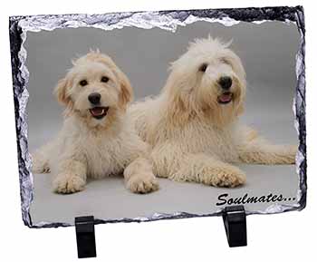 Labradoodle Dogs 