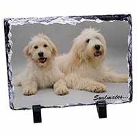 Labradoodle Dogs 