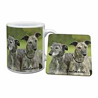Whippet Dogs 