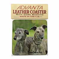 Whippet Dogs 