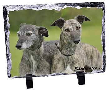 Whippet Dogs 